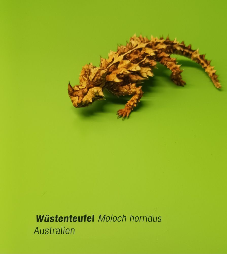 An embalmed thorned devil lizard, about 15 cm long, covered in thons as the name suggests, standing next to its scientific name Moloch horridus.