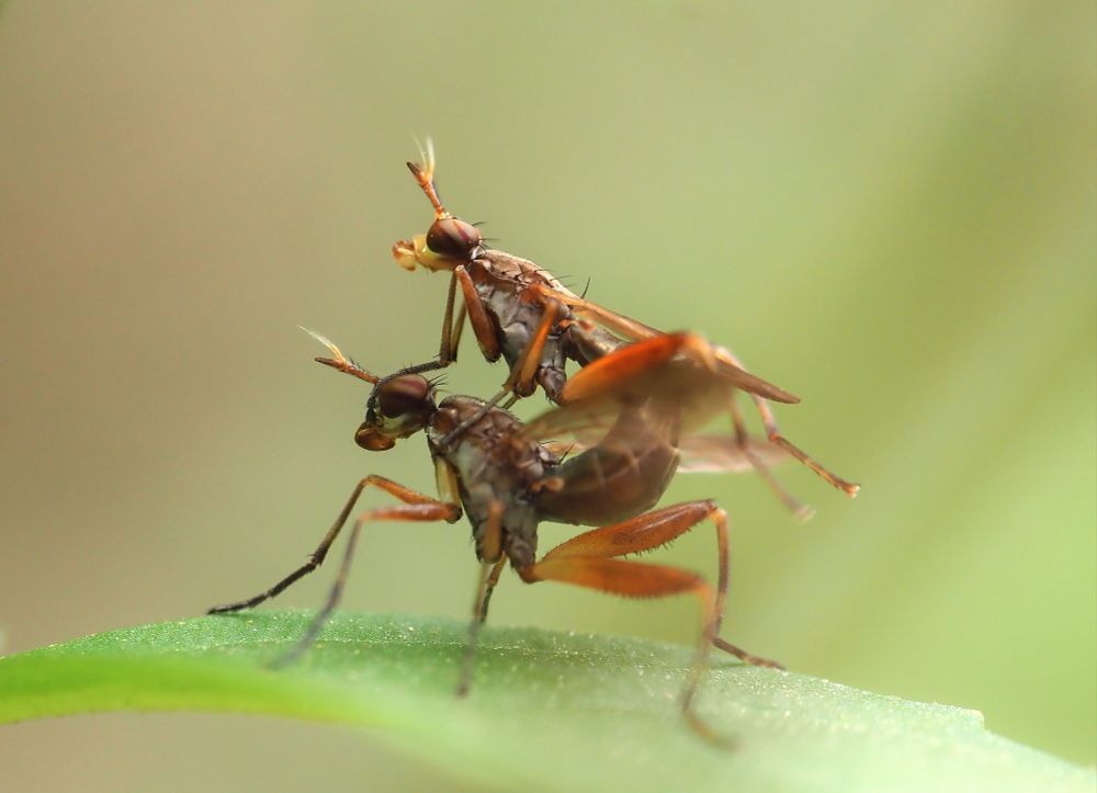 The male is standing on top of the female, their abdomens are connected in copulation