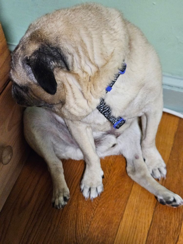 A phoro of a pug sitting in front of a chest of drawers. The pug is awkwardly looking back at his butt. 