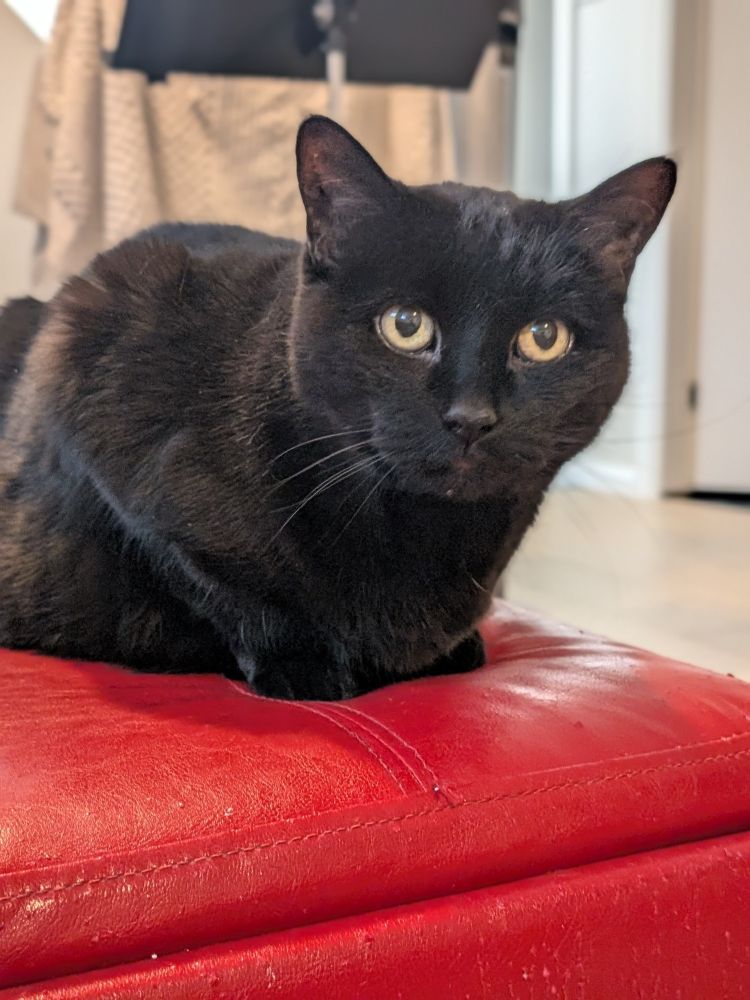 a beautiful black cat