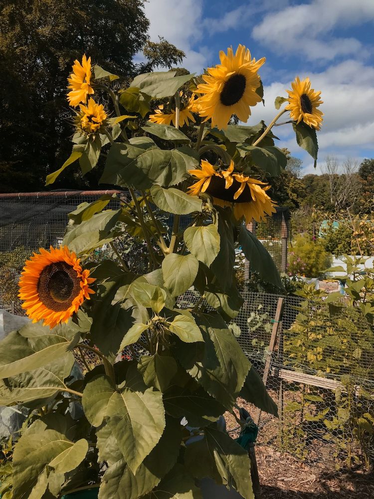 Three sunflowers  growing together (St Clements I think, with some orange and some lemon coloured flowers) in an allotment veg garden in NE Scotland, other veg plots in the background.
