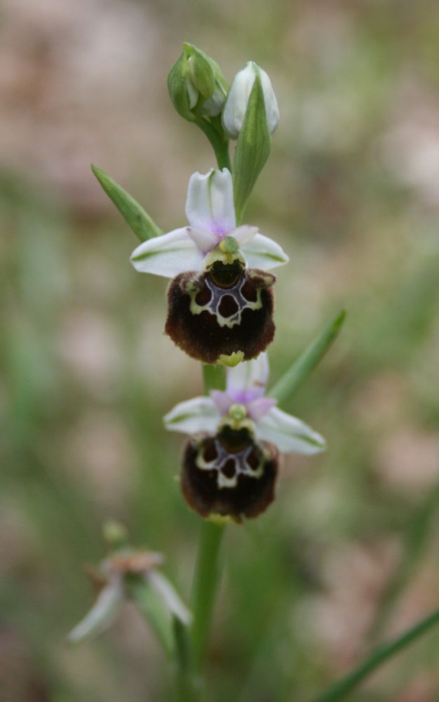 Ophrys annae, a bee type orchid endemic to Sardinia and I think present in  Corsica and parts of Italy.