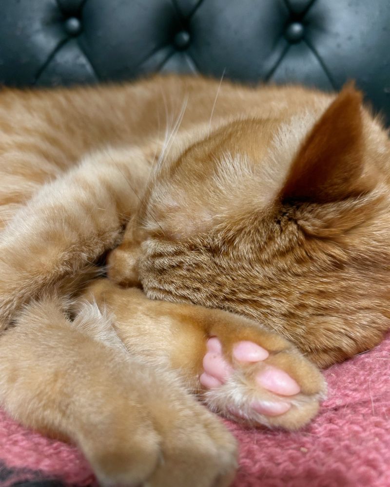 すやすや眠る茶トラ猫の頭頂部が尊い。