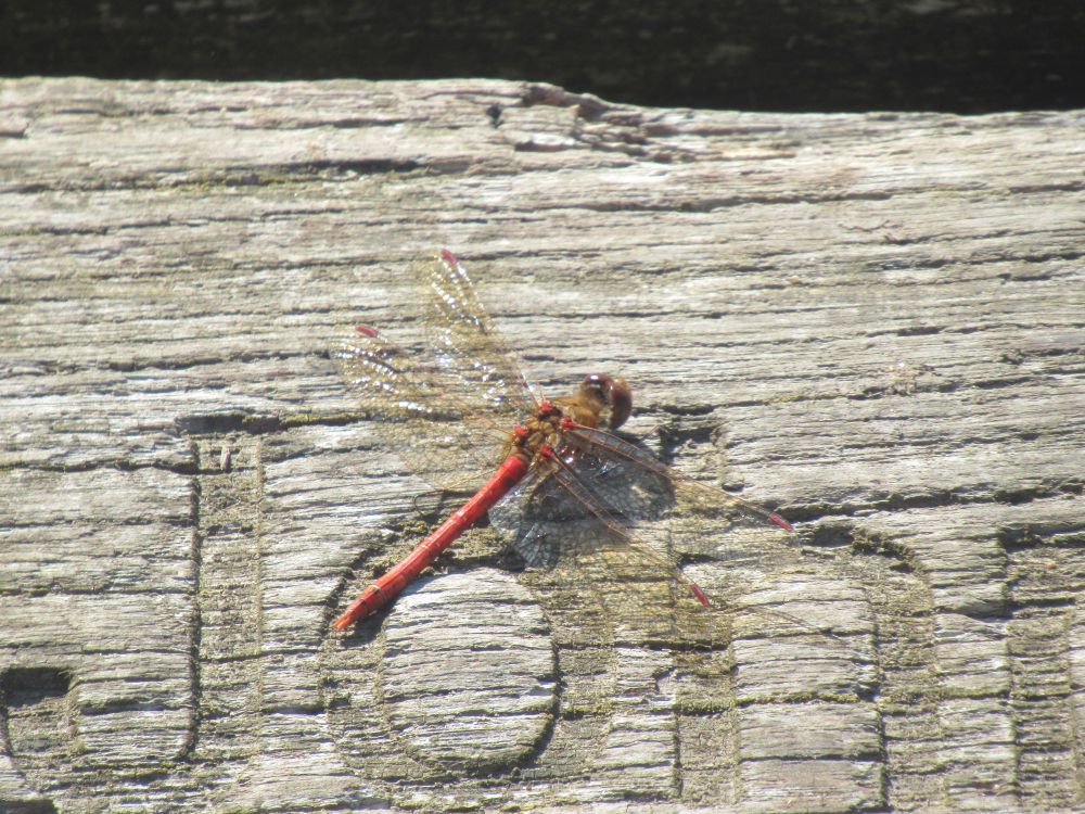 Reddish dragonfly (common darter?) on an inscribed wooden boardwalk.