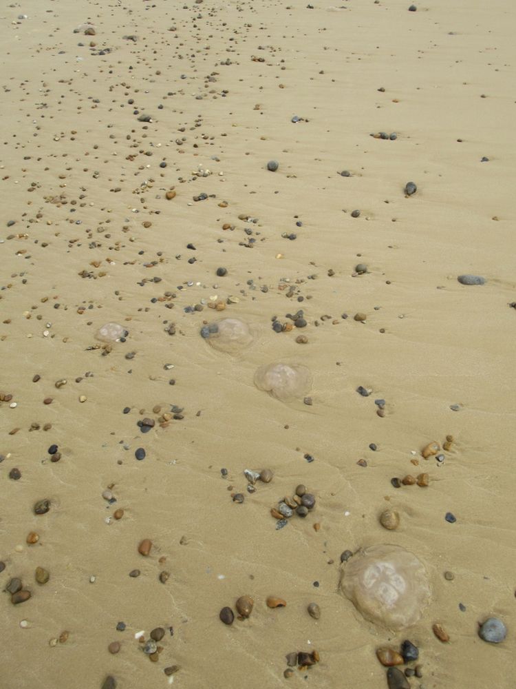 sandy beach strewn with pebbles and moon jellyfish