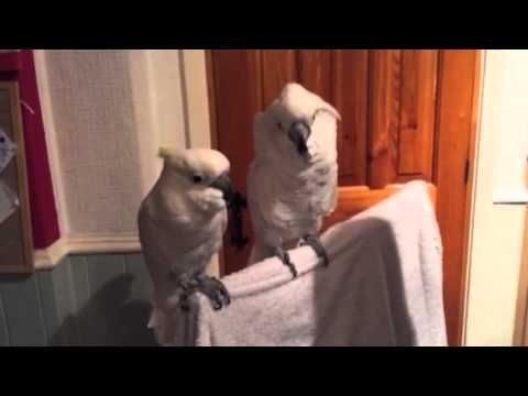 cockatoo loves elvis