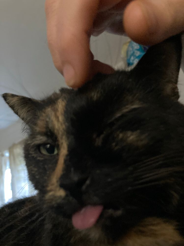 Close-up photo of Orangina, a black and orange cat, looking a bit silly with her pink  tongue sticking out in a major blep and only one eye open. I’m giving her head scritches while she bleps, which makes my hand look huge above her head. 