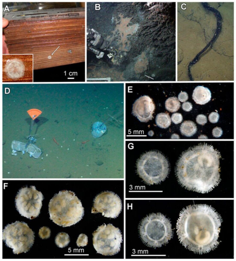 Xyloplax princealberti (Asteroidea, Echinodermata): A New Species That Is Not Always Associated with...