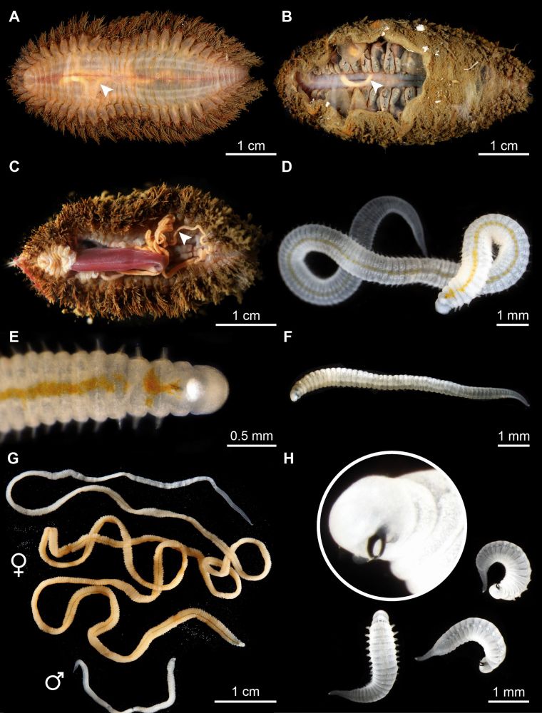 Hardly Venus’s servant—morphological adaptations of Veneriserva to an endoparasitic lifestyle an...