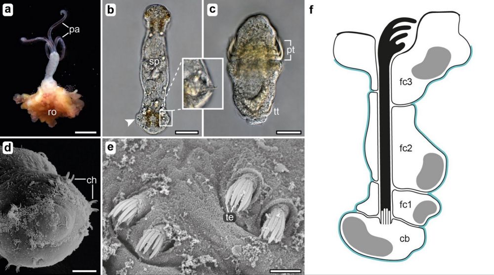 Hooked on zombie worms? Genetic blueprints of bristle formation in Osedax japonicus (Annelida) - EvoDevo