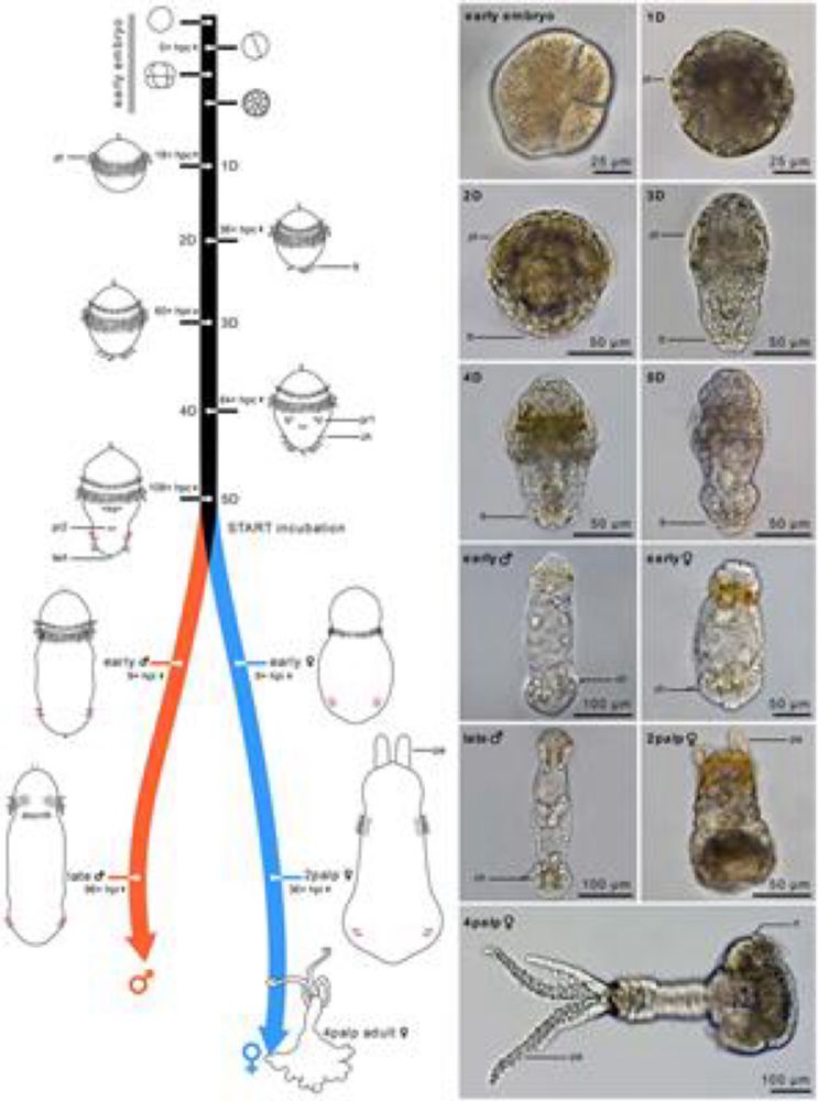 Frontiers | Postembryonic development and male paedomorphosis in Osedax (Siboglinidae, Annelida)