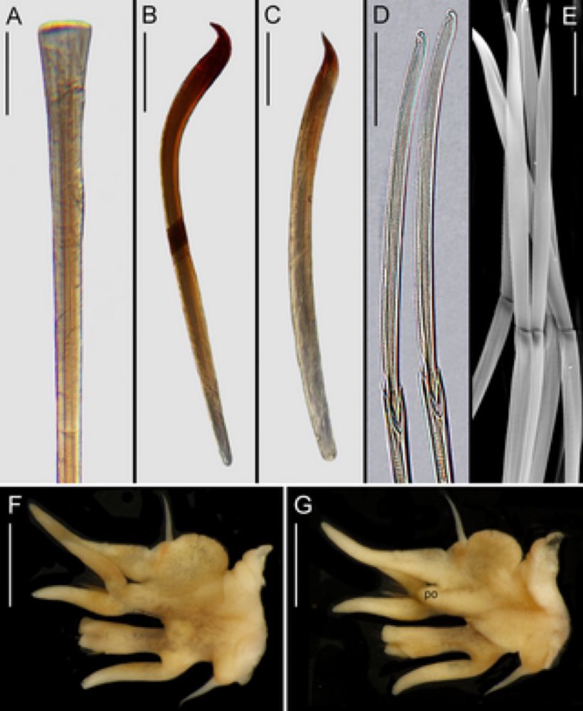 A remarkable new deep-sea nereidid (Annelida: Nereididae) with gills