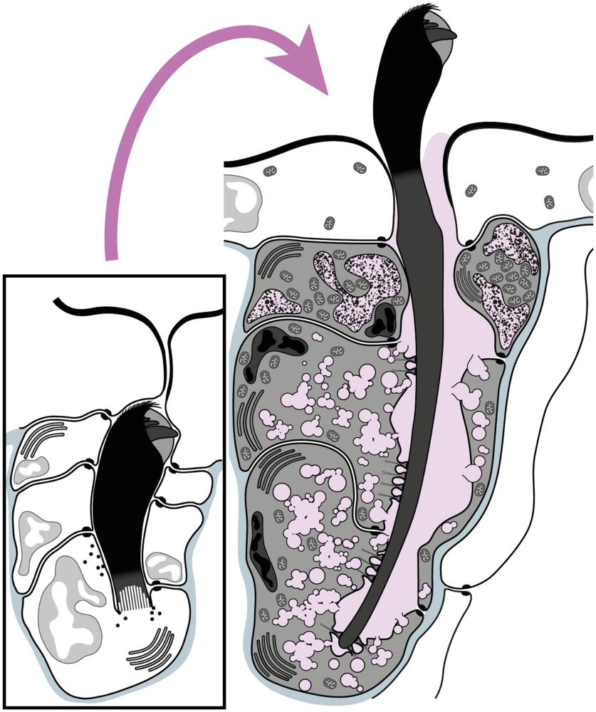 Discovery and characterization of a transient chaetal gland during the development of Capitella teleta (Sedentaria: Annelida)