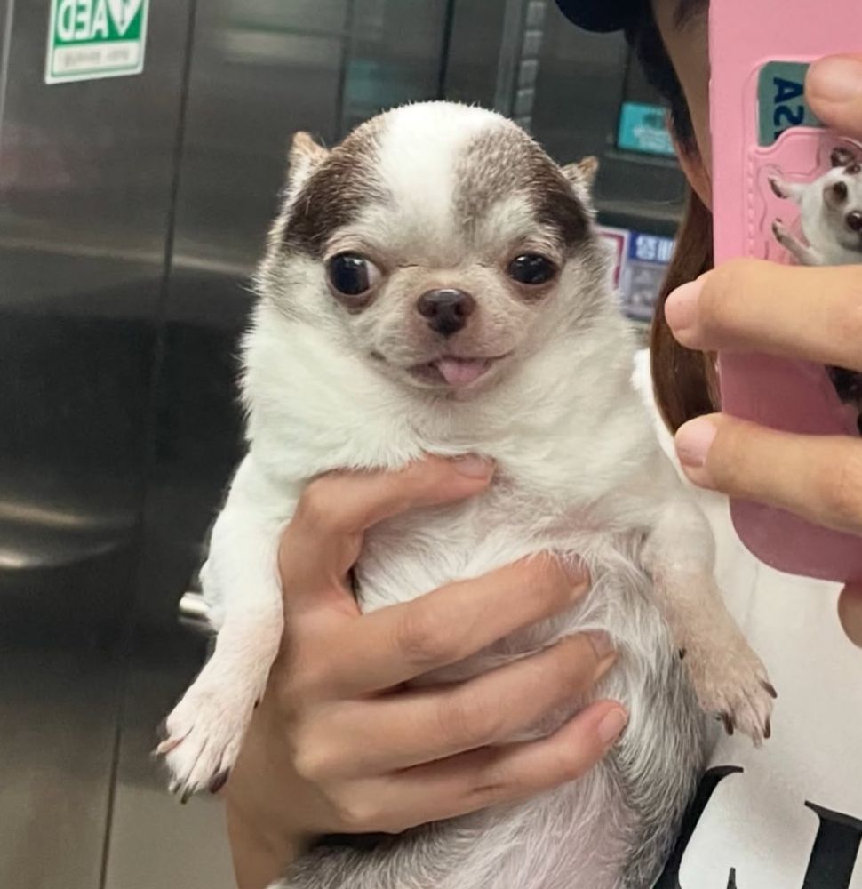 someone taking a mirror pic in an elevator while holding a chubby chihuahua with hia tongue sticking out