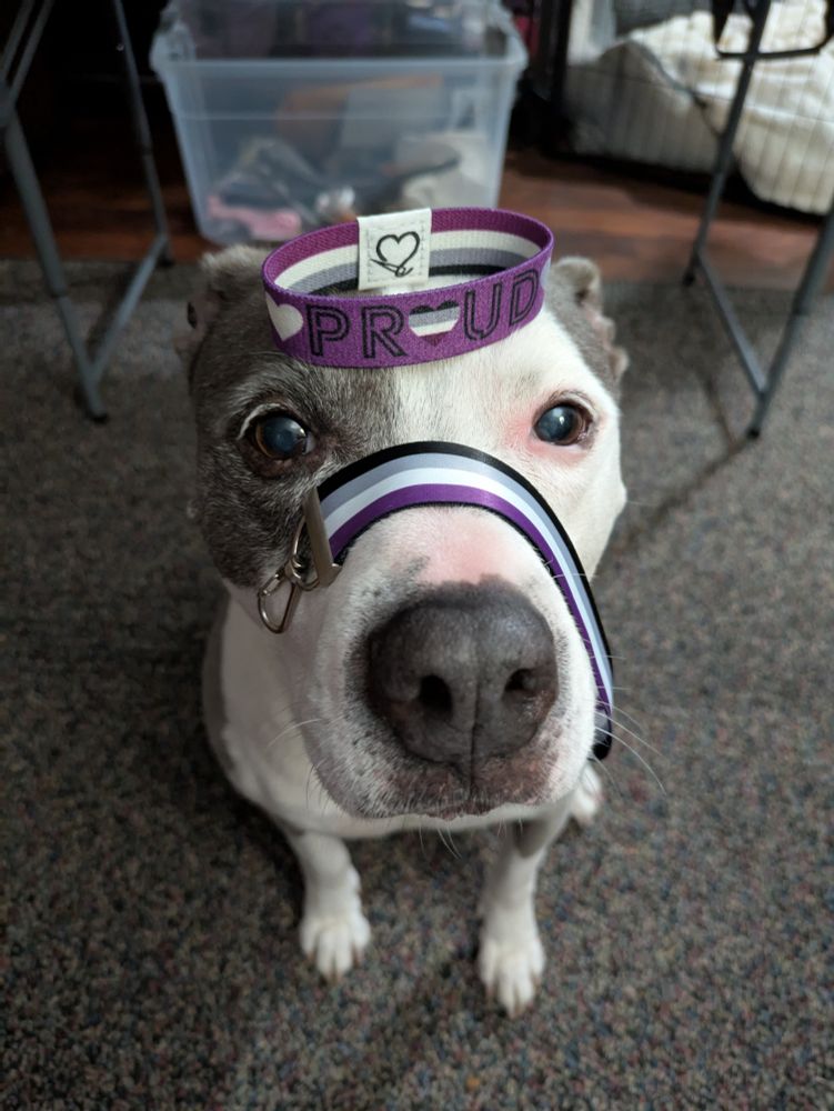 Adorabull Sega with an ace wristband on her head and an ace wristlet draped across her nose