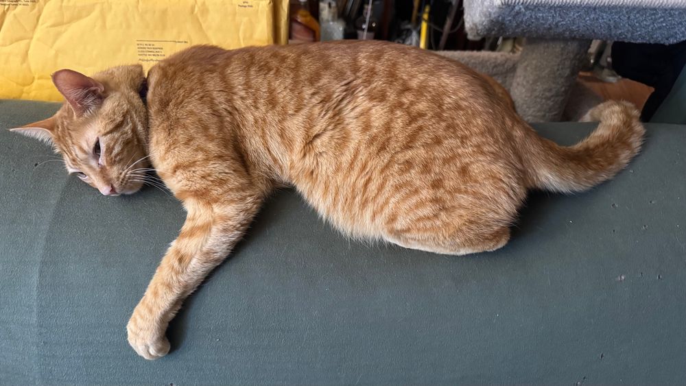 Brainless orange tabby uncomfortably lounging on the top of a couch