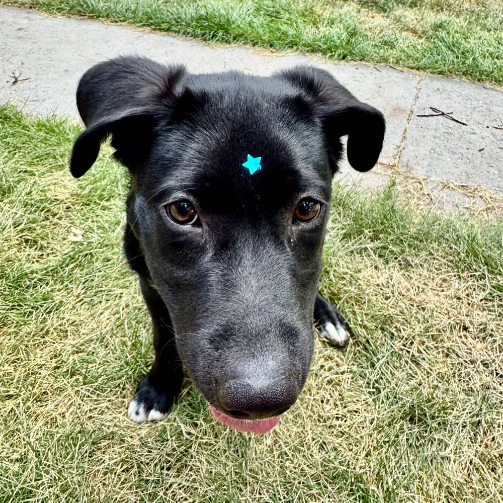 A picture of a beautiful black lab puppy with a blue star sticker on his forehead. 