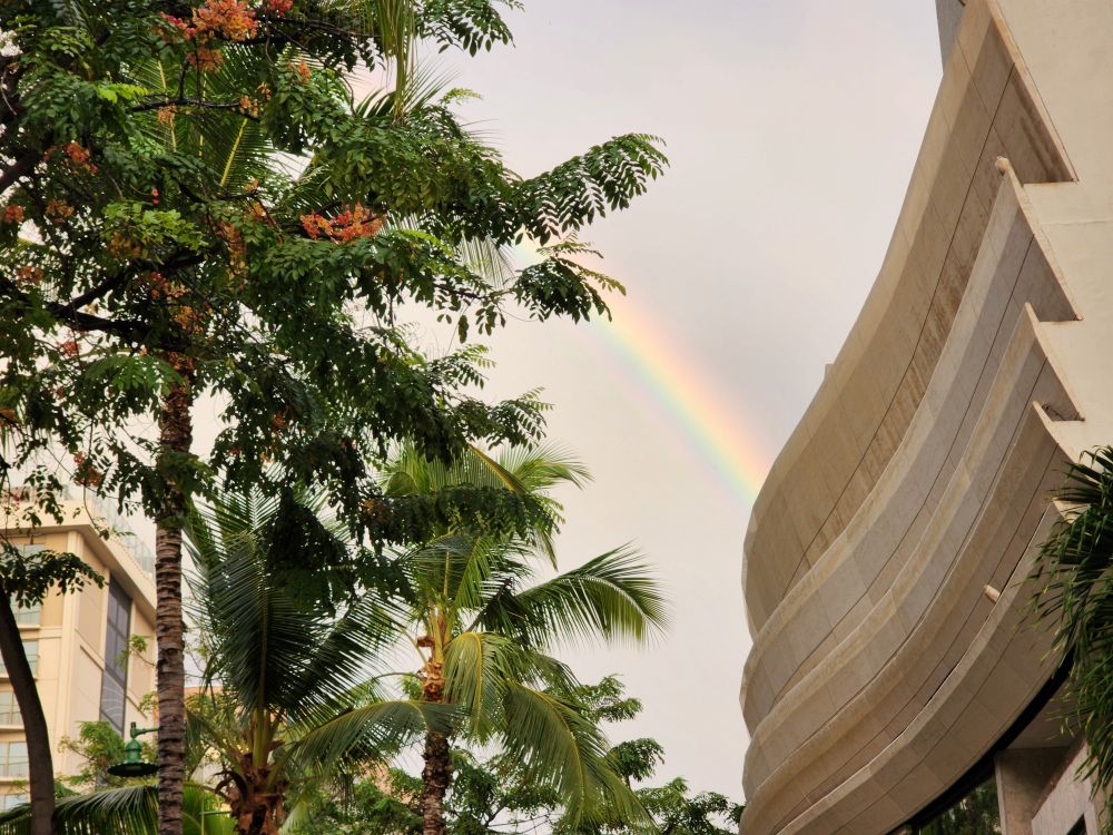 A morning picture taken of a rainbow and some palm trees in Honolulu, Hawaii.
