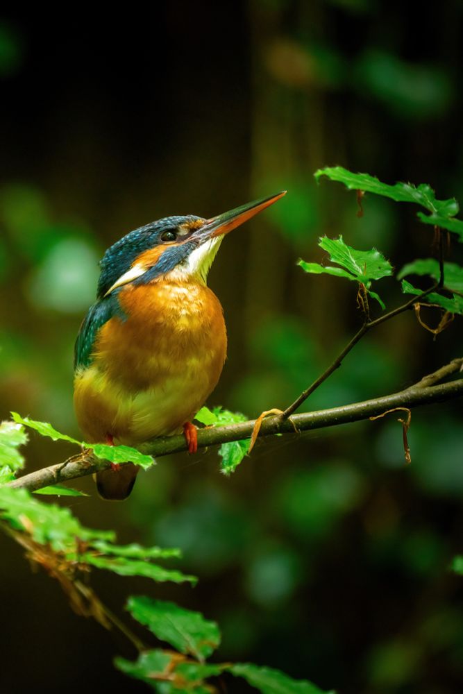 Kingfisher showing its beautiful Colors while posing