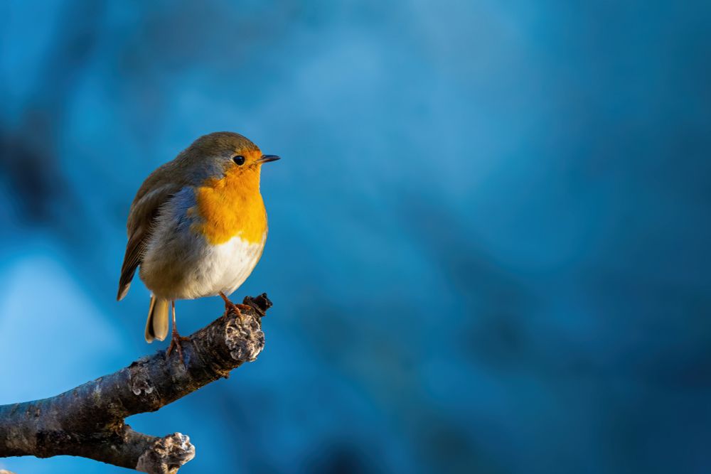 Rotkehlchen posiert auf einem Ast vor blauem Hintergund.