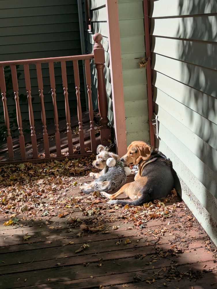 Norton and Toby laying side by side among Dead leaves on the brown deck with our green siding to their right. Norton is a brown and black beagle, and the much smaller gray. Toby is nestled next to him. There are a couple of wiffle balls attached to him because he is small enough he could potentially squeeze out between fence posts.