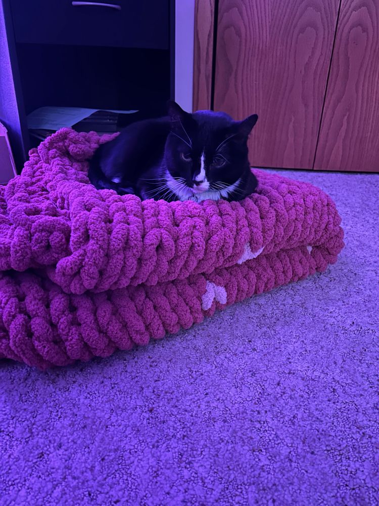 my tuxedo cat nova laying on a big handmade pink blanket folded on the floor 