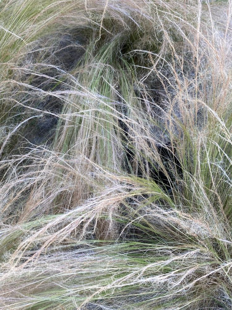 Chat caché dans les herbes 