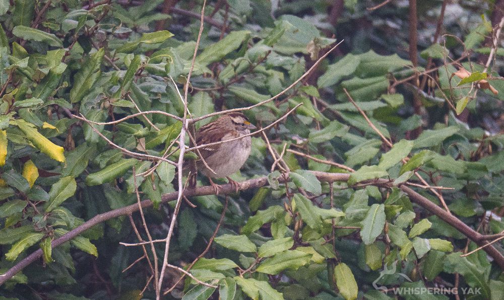 A brown bird sits among the trees looking over his mighty kingdom