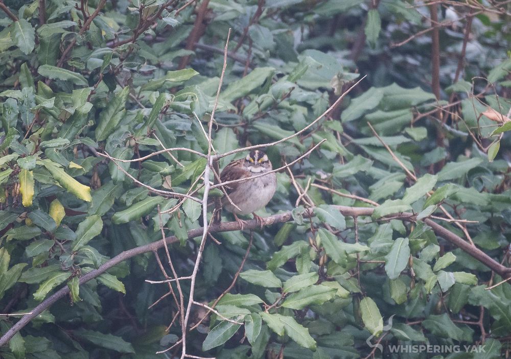 A brown bird sits among the trees looking over his mighty kingdom