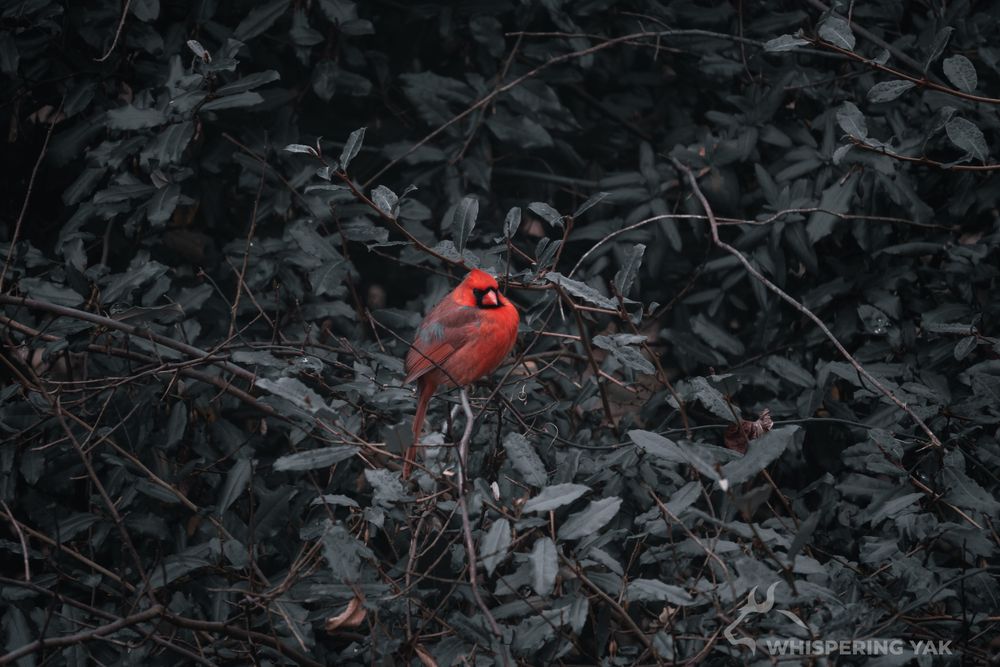 A red bird, cardinal, sits among the trees looking over his mighty kingdom
