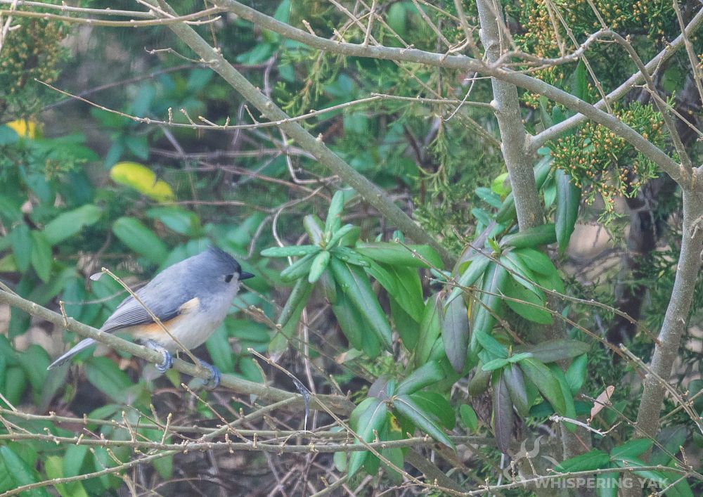 A shy blue bird sits upon the branches of a tree.  the bird has blue feathers on its wings and head, and white feathers on their chest and belly.