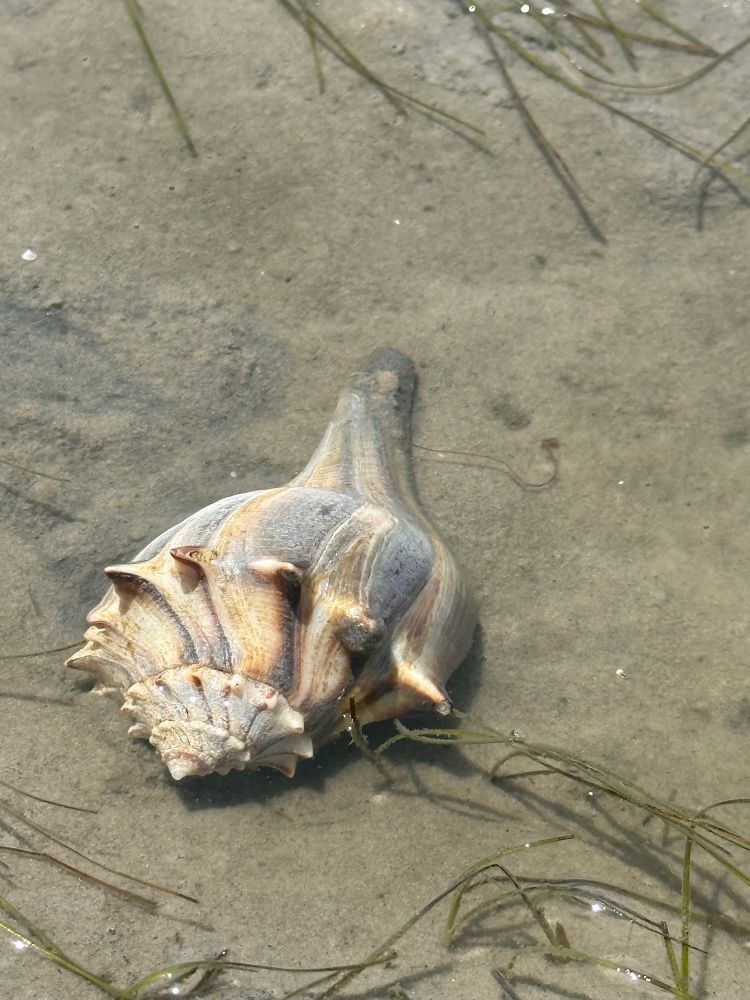 Knob whelk with orange and blue coloring is the home of a striped hermit crab of which you can only see a tiny antennae.