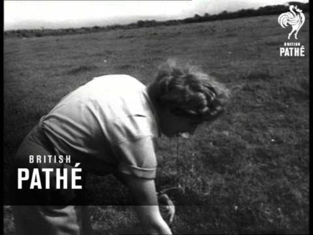 Girl Water Diviner (1954)