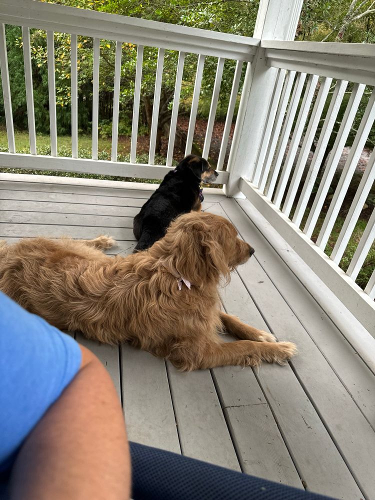 Two dogs sitting on a porch, both are focused on a black bear 30 yds away (not in image).  One is a corgi mix, one is a berner-golden-doodle