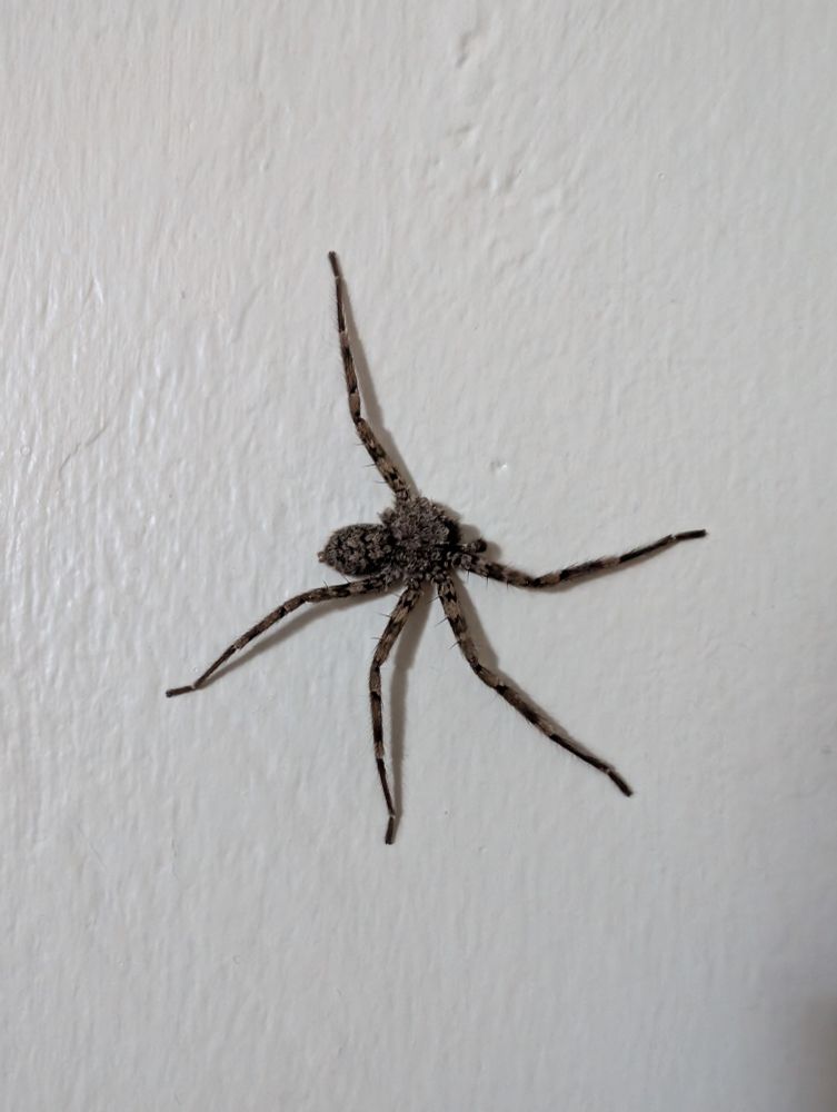 A five-legged spider, not giving up 