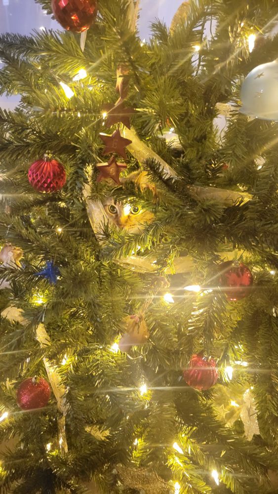 Cat in a Christmas tree, looking into the distance