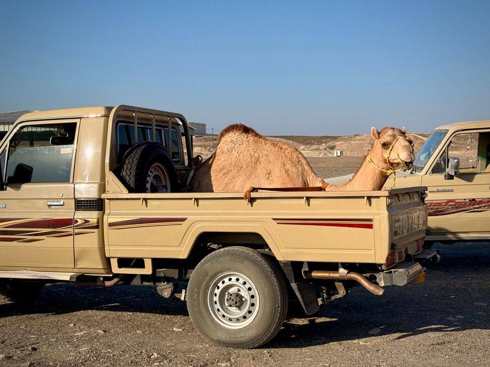 A camel sits in the back of a pickup. 
