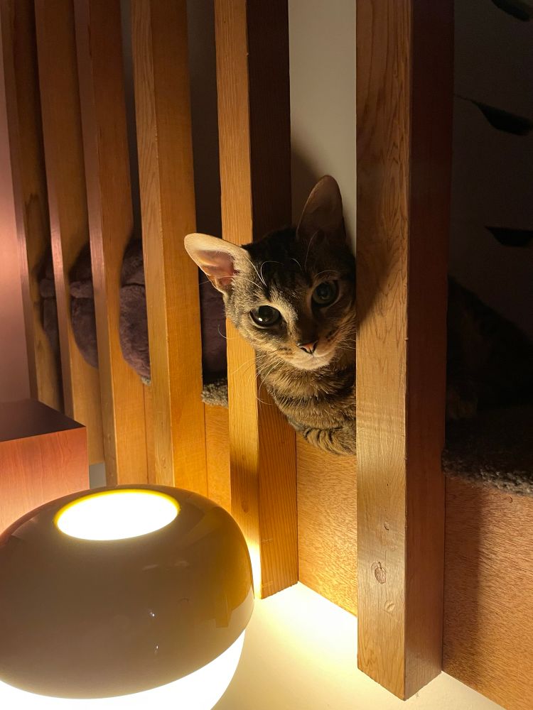 A little cat’s face - he’s stripy and he has a pink nose and big eyes and he’s lit from below like Dracula 