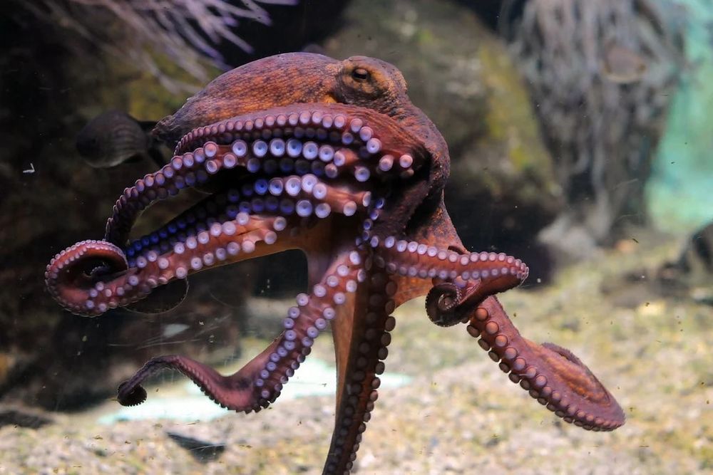 Octopuses are known to have strong learning and memory abilities. Now scientists are considering the possibility that these masters of camouflage also have dreams. (Photo: Joachim S. Müller)