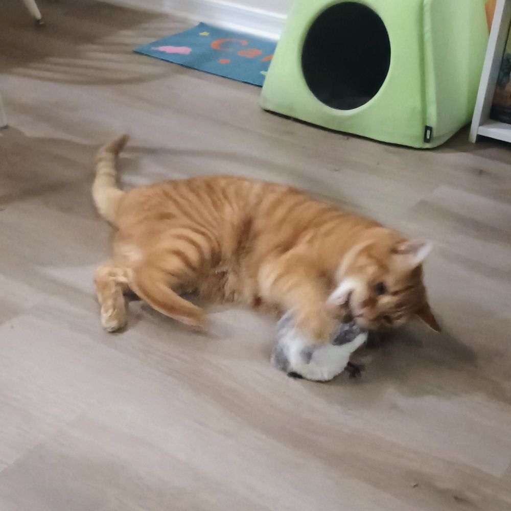 A photo of an orange cat laying on the floor attacking a toy bird. His legs are blurred with motion.