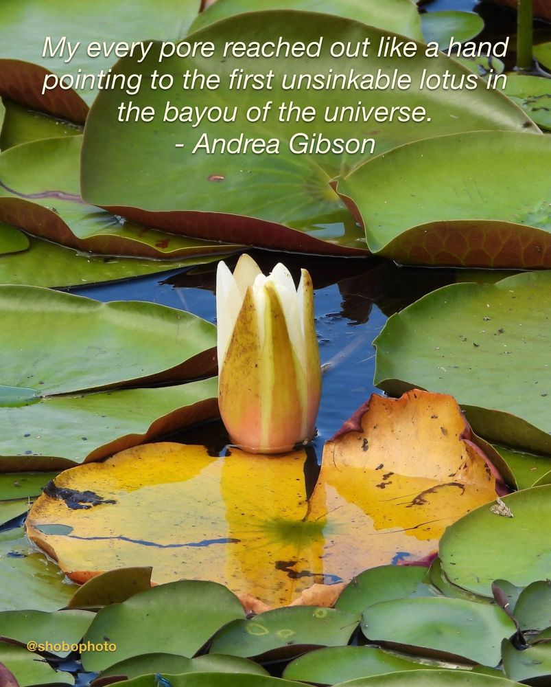 [image of a lotus bud surrounded by lily pads]

My every pore reached out like a hand pointing to the first unsinkable lotus in the bayou of the universe.
- Andrea Gibson

[image by Josh Bartok - @shobophoto on Instagram)