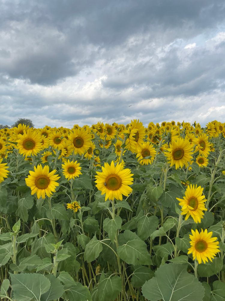 A field of sunflowers blooming and clouds above it 