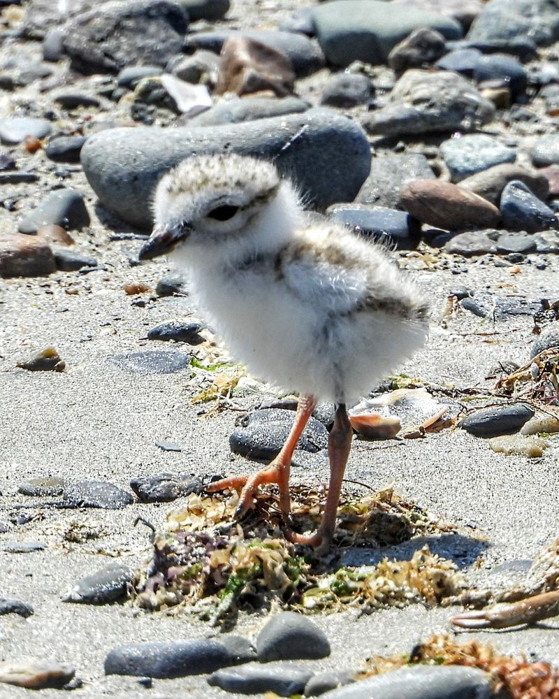 A piping plover chick standing on the beach with rocks around it