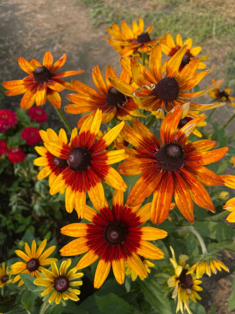 7 black-eyed Susans with red around the black center, a few black eyed susans below them that are yellow, green leaves in the background