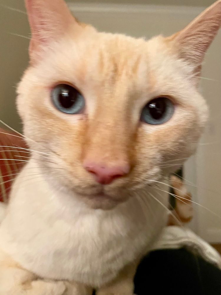 An extreme closeup of a male flame point Siamese cat, who is laying directly on his reclining photographer. 