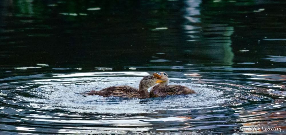 Two ducklings nuzzling heads