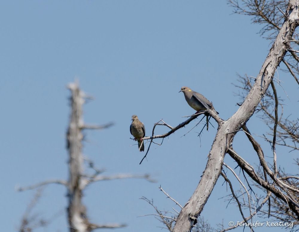 Two morning doves perched on a branch