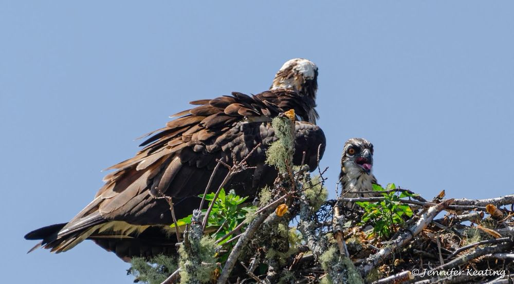 Mother and young osprey in a nest