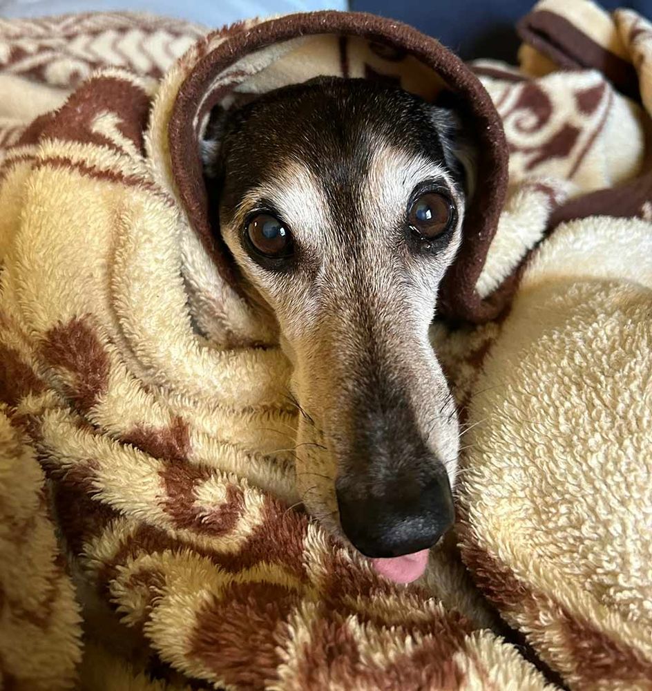 Brindle doxie with just the tip of his tongue out.