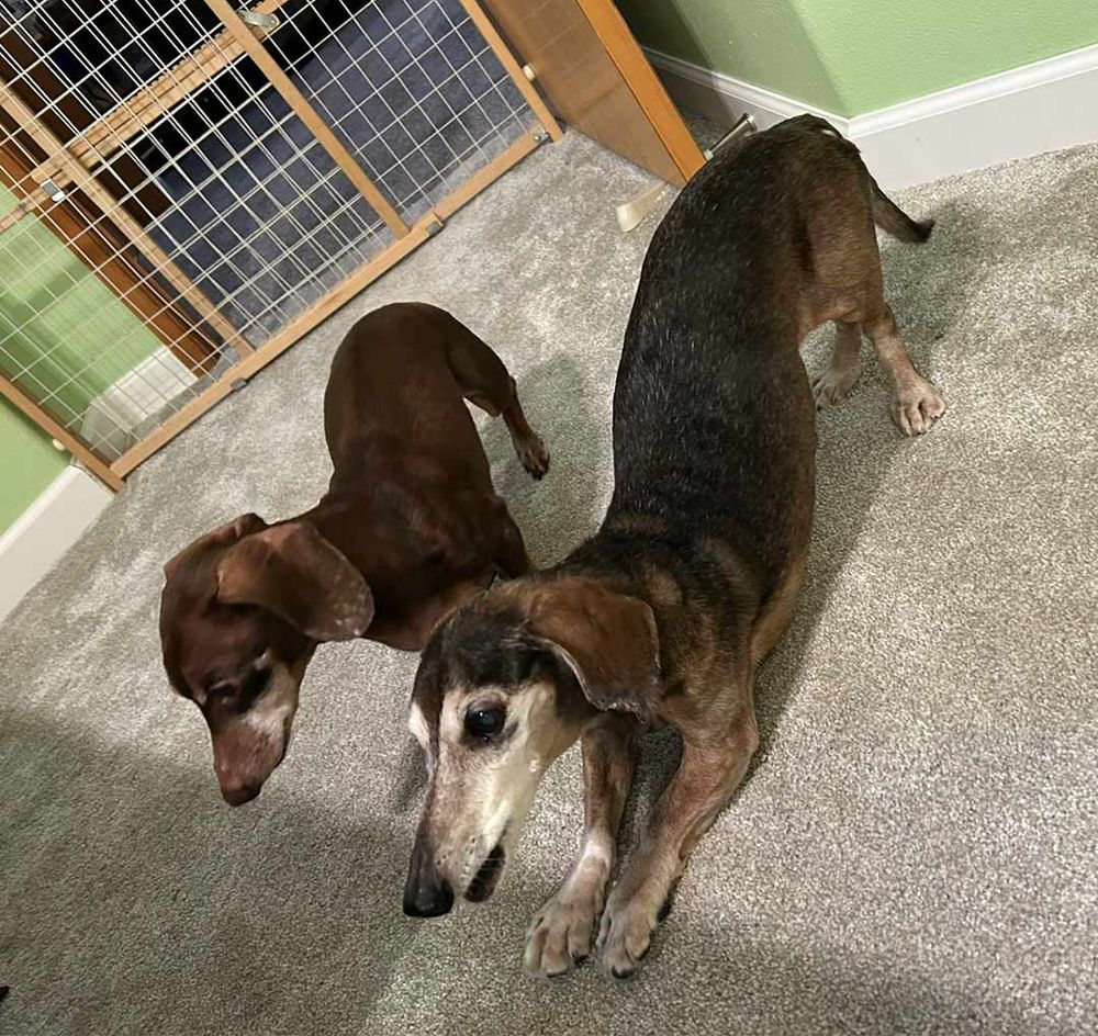Brindle doxie doing downward dog yoga position with chocolate doxie standing nearby.